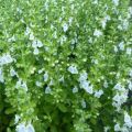 Teucrium chamaedrys Alba - Camedrio comune