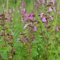 Teucrium chamaedrys Wild Form - Camedrio comune