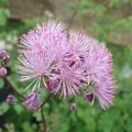 Thalictrum aquilegiifolium - Pigamo colombino