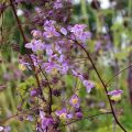 Thalictrum delavayi Splendide - Pigamo