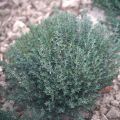 Thymus vulgaris Hiver - Timo