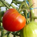 Pomodoro cuore di bue/Beefsteak Cuor di Bue (piante)