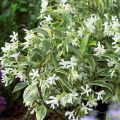 Trachelospermum jasminoides Sun Lover - Falso gelsomino