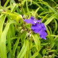 Tradescantia andersoniana Sweet Kate