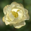 Trollius Alabaster