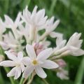 Tulbaghia violacea Pearl