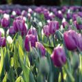 Tulipano Trionfo Holland Beauty