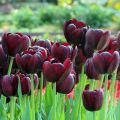 Tulipano Trionfo Black Jack