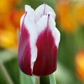 Tulipe Triomphe Fontainebleau