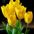 Tulipano Trionfo Strong Gold