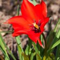 Tulipano linifolia - Tulipano selvatico