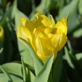 Tulipano Yellow Baby