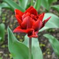 Tulipano Red Princess