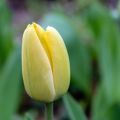 Tulipano fosteriana Yellow Purissima