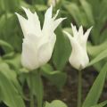 Tulipano Giglio White Triumphator