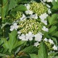 Viburnum opulus Compactum - Oppio