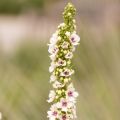 Verbascum chaixii Album - Verbasco di Chaix