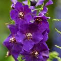 Verbascum phoeniceum Violetta - Verbasco porporino