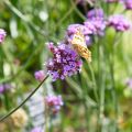 Verbena di Buenos Aires Lollipop