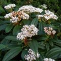 Viburnum davidii