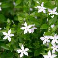 Vinca major Alba - Pervinca maggiore