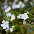 Vinca minor Alba - Pervinca minore