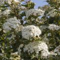 Viburnum tinus