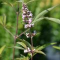 Vitex agnus-castus Pink Pinnacle - Agnocasto