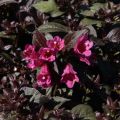 Weigelia Minor Black