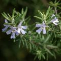 Westringia fruticosa - Falso rosmarino