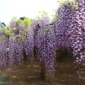 Wisteria floribunda Macrobotrys - Glicine