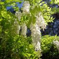 Wisteria sinensis Alba - Glicine comune