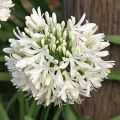 Agapanthus umbellatus Albus