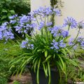 Agapanthus Pitchoune Blue