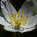 Anemone nemorosa