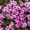 Argyranthemum Grandaisy Pink Tourmaline