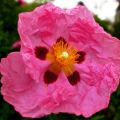 Cistus purpureus - Cisto