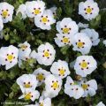 Cistus lusitanicus Decumbens - Cisto