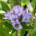 Campanula glomerata Caroline - Campanula agglomerata