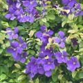 Clematis jackmanii - Clematide