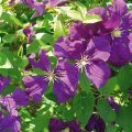 Clematis Etoile violette - Clematide