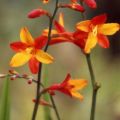 Crocosmia crocosmiflora Fire King