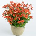 Diascia Breeze Plus Orange