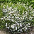 Diosma hirsuta Pink Fountain