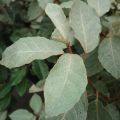 Elaeagnus ebbingei - Eleagno