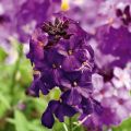 Erysimum Poem Lilac - Violaciocca