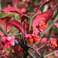 Euonymus europaeus Red Cascade - Fusaria comune