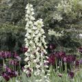 Fritillaria persica Ivory Bells - Meleagride persiana