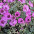 Geranium cinereum Carol