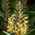 Hedychium gardnerianum